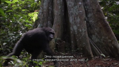 BBChigherprimates1.jpg