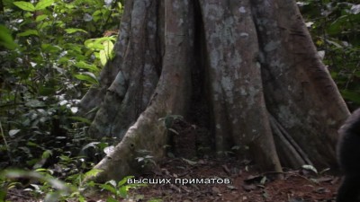 BBChigherprimates2.jpg